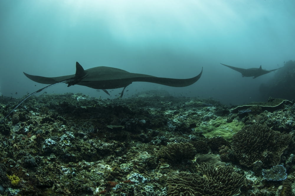 Manta rays swims through a current-swept channel in Indonesia Canvas Art - Ethan DanielsStocktrek Images (34 x 23)