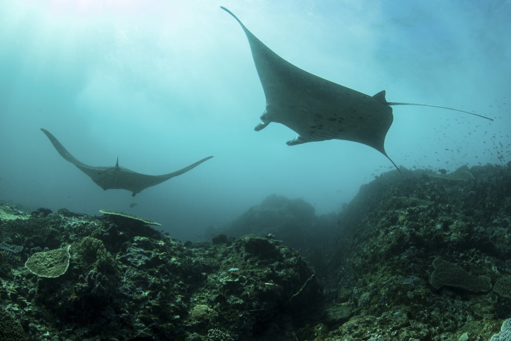 Manta rays swims through a current-swept channel in Indonesia Canvas Art - Ethan DanielsStocktrek Images (34 x 23)