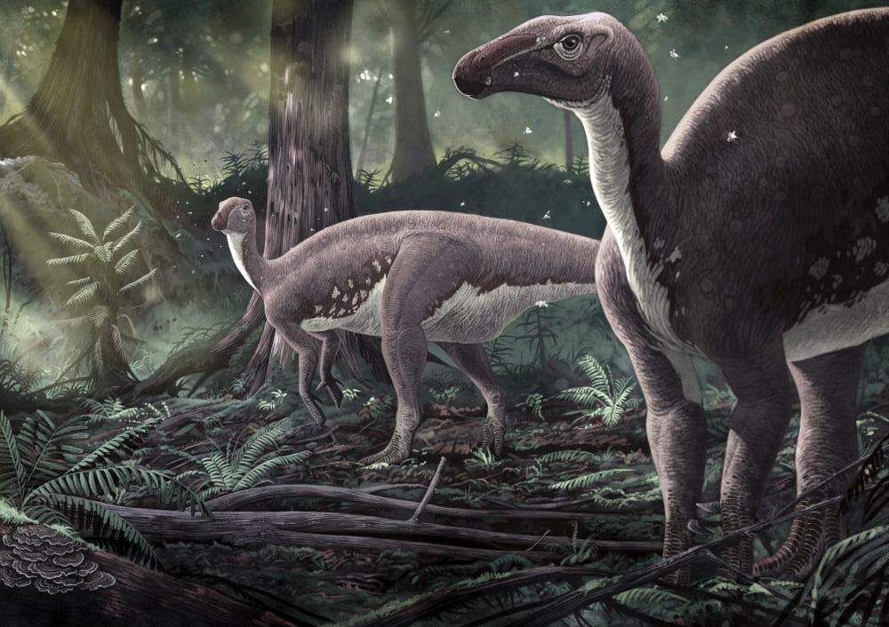 Mantellisaurus atherfieldensis dinosaurs in a prehistoric forest Canvas Art - Roman Garcia MoraStocktrek Images (17 x 12)