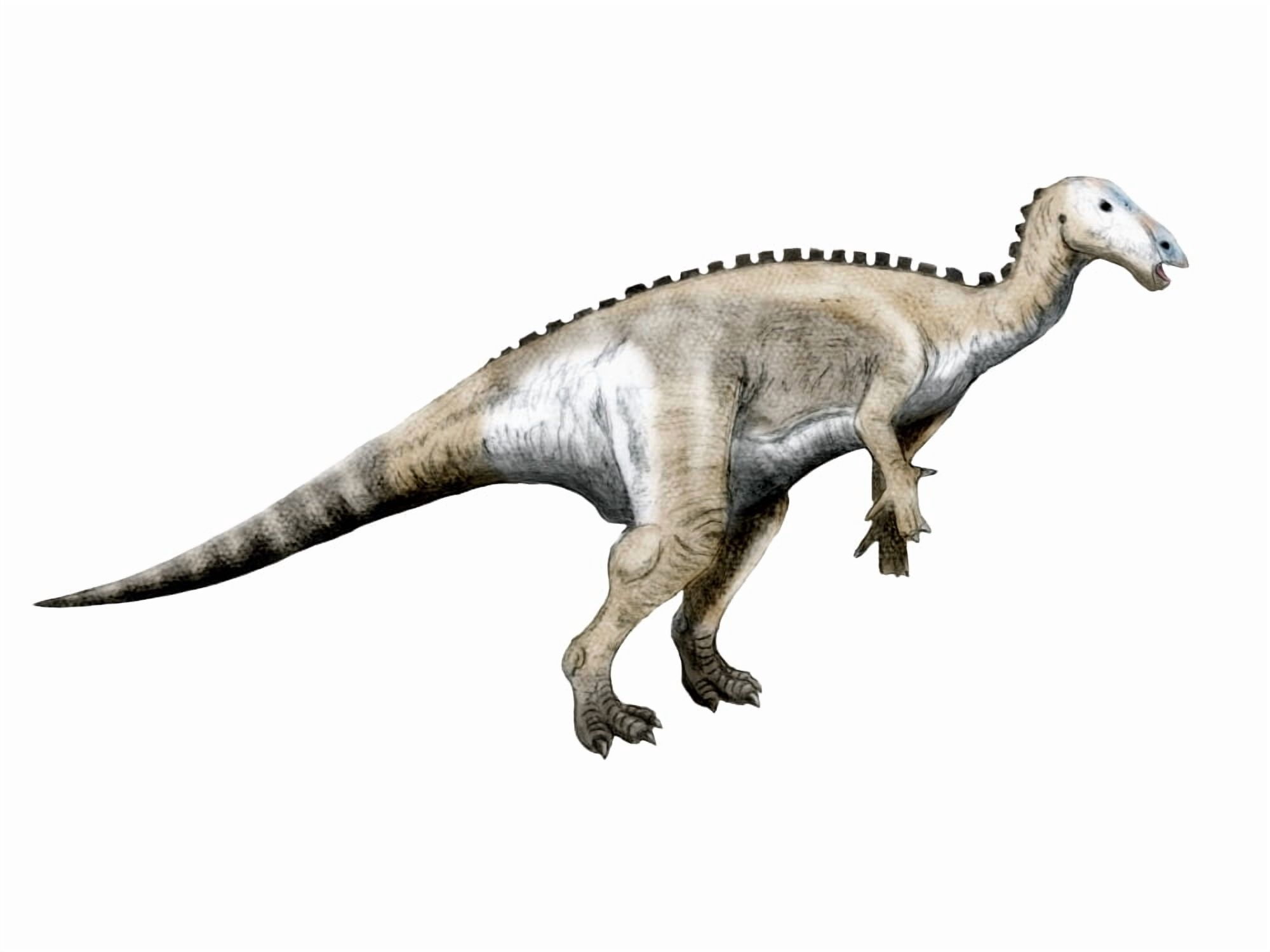Mantellisaurus dinosaur Canvas Art - Nobumichi TamuraStocktrek Images (33 x 25)