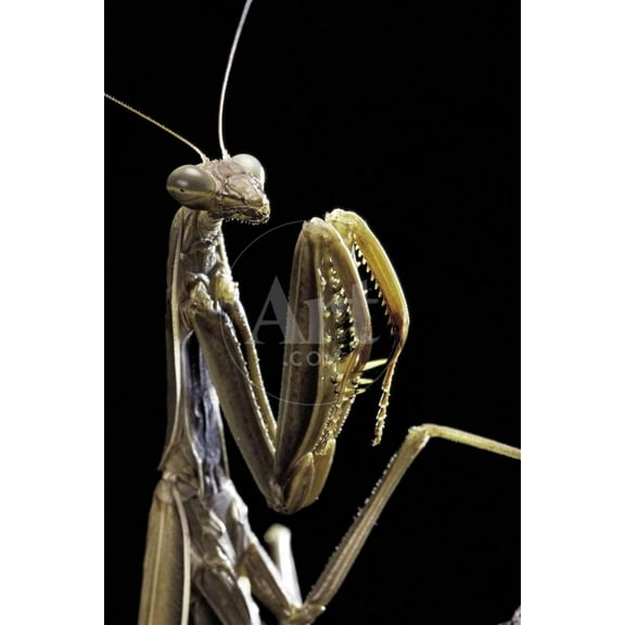 Mantis Religiosa Praying Mantis , Animals Unframed Photographic Print Wall Art by Paul Starosta Sold by Art.Com
