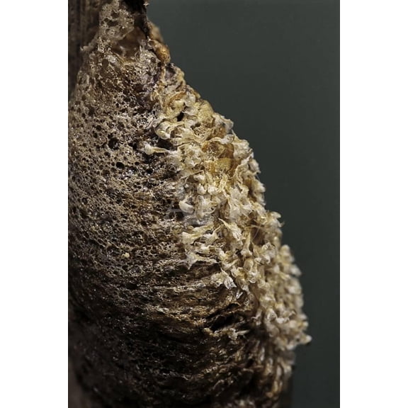 Mantis Religiosa Praying Mantis  Ootheca after Larvae Hatching, Animals Unframed Photographic Print Wall Art by Paul Starosta Sold by Art.Com