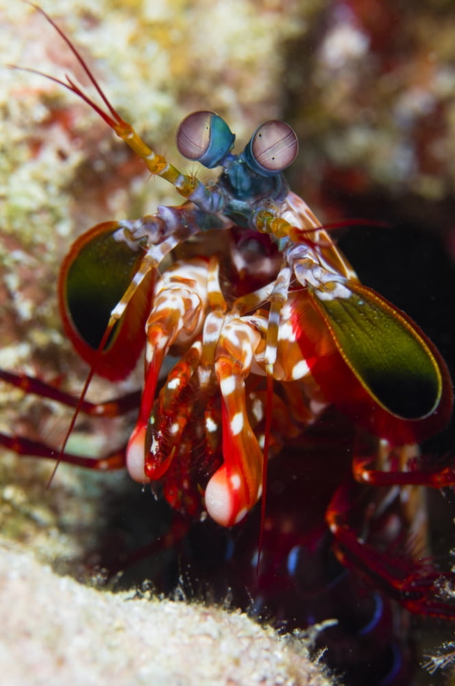 Mantis Shrimp Australia Canvas Art - Todd WinnerStocktrek Images (12 x 18)