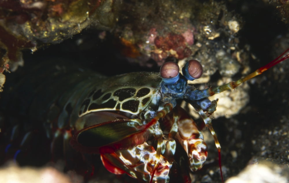Mantis shrimp Indonesia Canvas Art - Beverly FactorStocktrek Images (18 x 12)