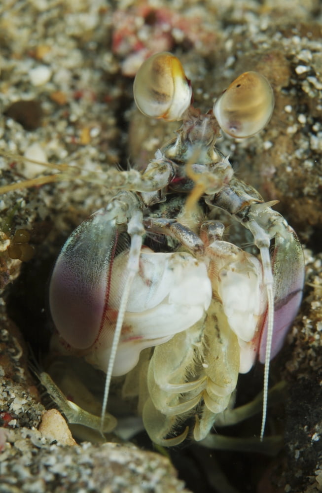 Mantis shrimp sticking head out of its lair North Sulawesi Canvas Art - Mathieu MeurStocktrek Images (12 x 18)