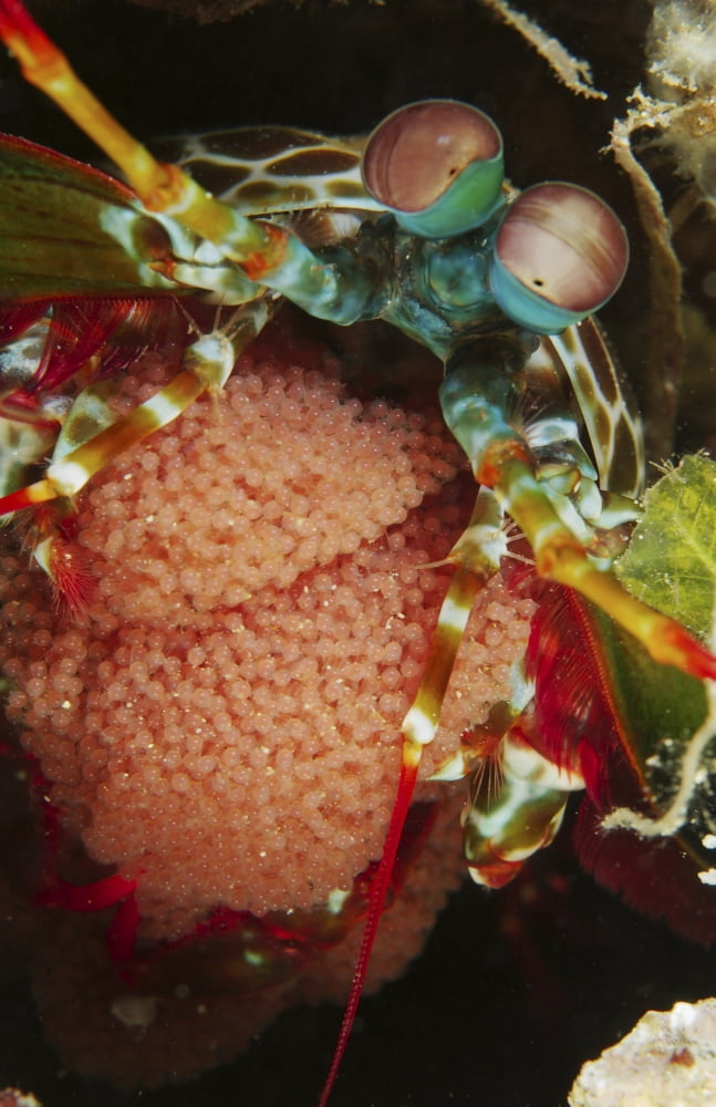 Mantis shrimp with egg clutch North Sulawesi Indonesia Canvas Art - Mathieu MeurStocktrek Images (12 x 18)