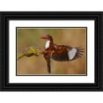 thumbnail image 1 of Manusevich, David 24x17 Black Ornate Wood Framed with Double Matting Museum Art Print Titled - White Throated Kingfisher, 1 of 4