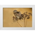 thumbnail image 1 of Manusevich, David 24x17 White Modern Wood Framed Museum Art Print Titled - Little Owl, 1 of 4