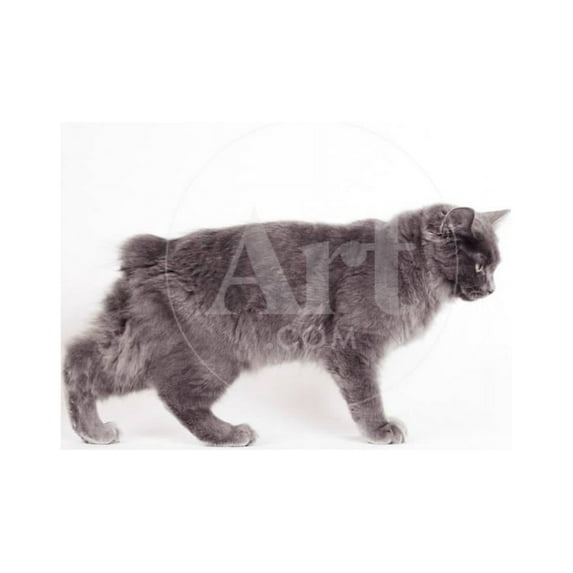 Manx Cat Blue Cymric, Animals Unframed Photographic Print Wall Art Sold by Art.Com
