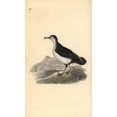 thumbnail image 1 of Manx Shearwater, Puffinus Puffinus Poster Print By ® Florilegius Mary Evans (24 X 36), 1 of 3