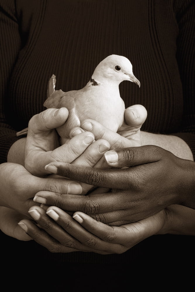 Many Hands Holding A Dove Canvas Art - Ron Nickel Design Pics (12 x 18)