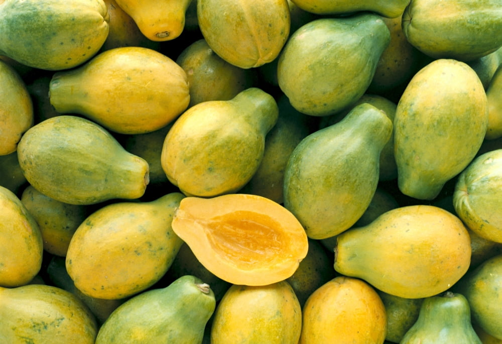 Many Papayas Colors Yellow And Green One Cut In Half C1171 Canvas Art - Greg Vaughn Design Pics (36 x 24)