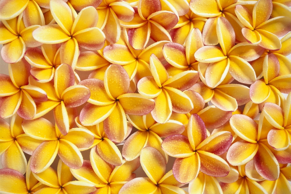Many Red And Yellow Plumeria Flowers Spread Overlapping Water Droplets Canvas Art - Kyle Rothenborg Design Pics (19 x 12)