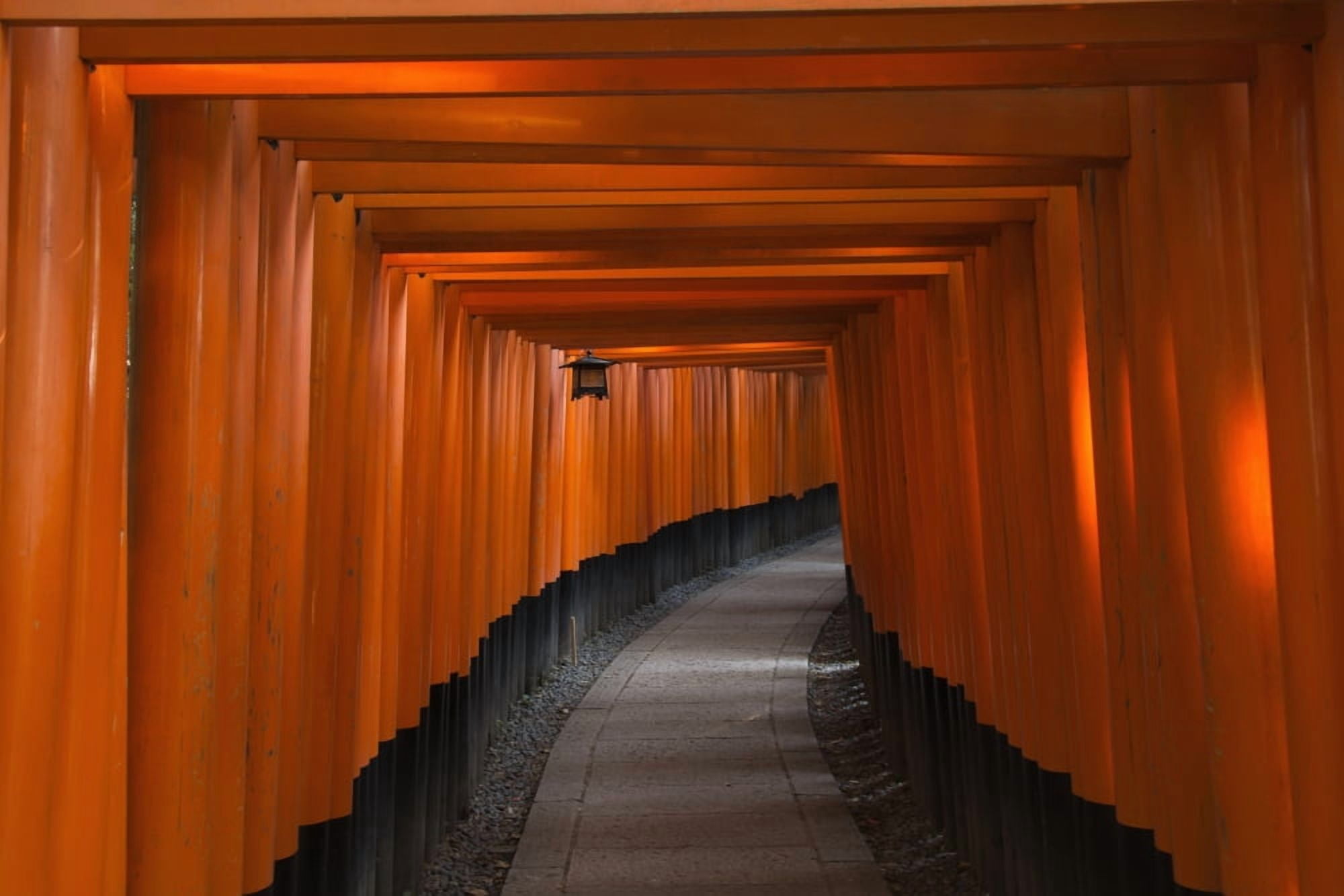 Many tori gates at Fushimi Inari Kyoto Japan Canvas Art - Philippe Widling Design Pics (38 x 24)