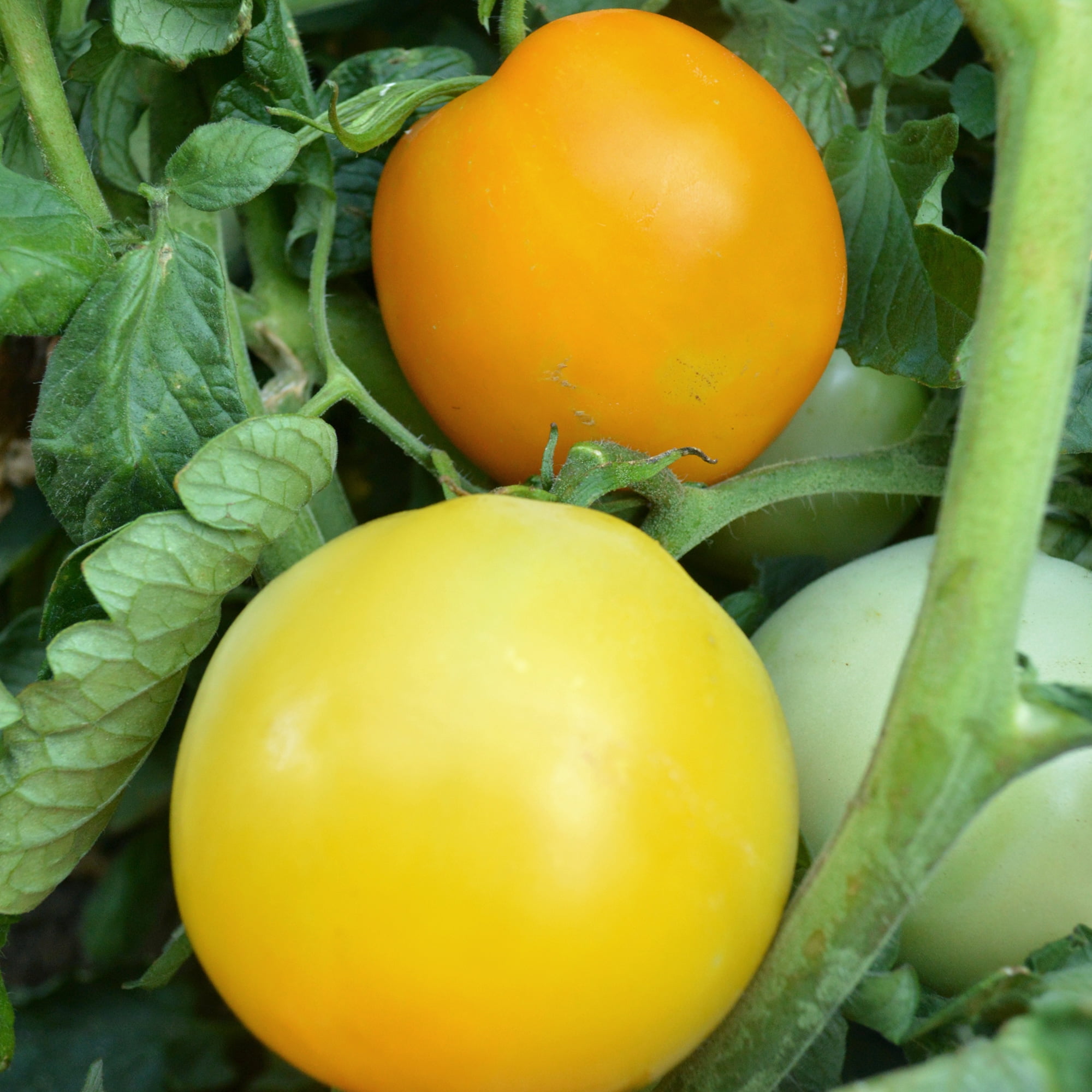 Manyel Tomato Seeds - 0.25 Oz ~1700 Seeds - Non-GMO, Heirloom - Vegetable Garden - Solanum lycopersicum