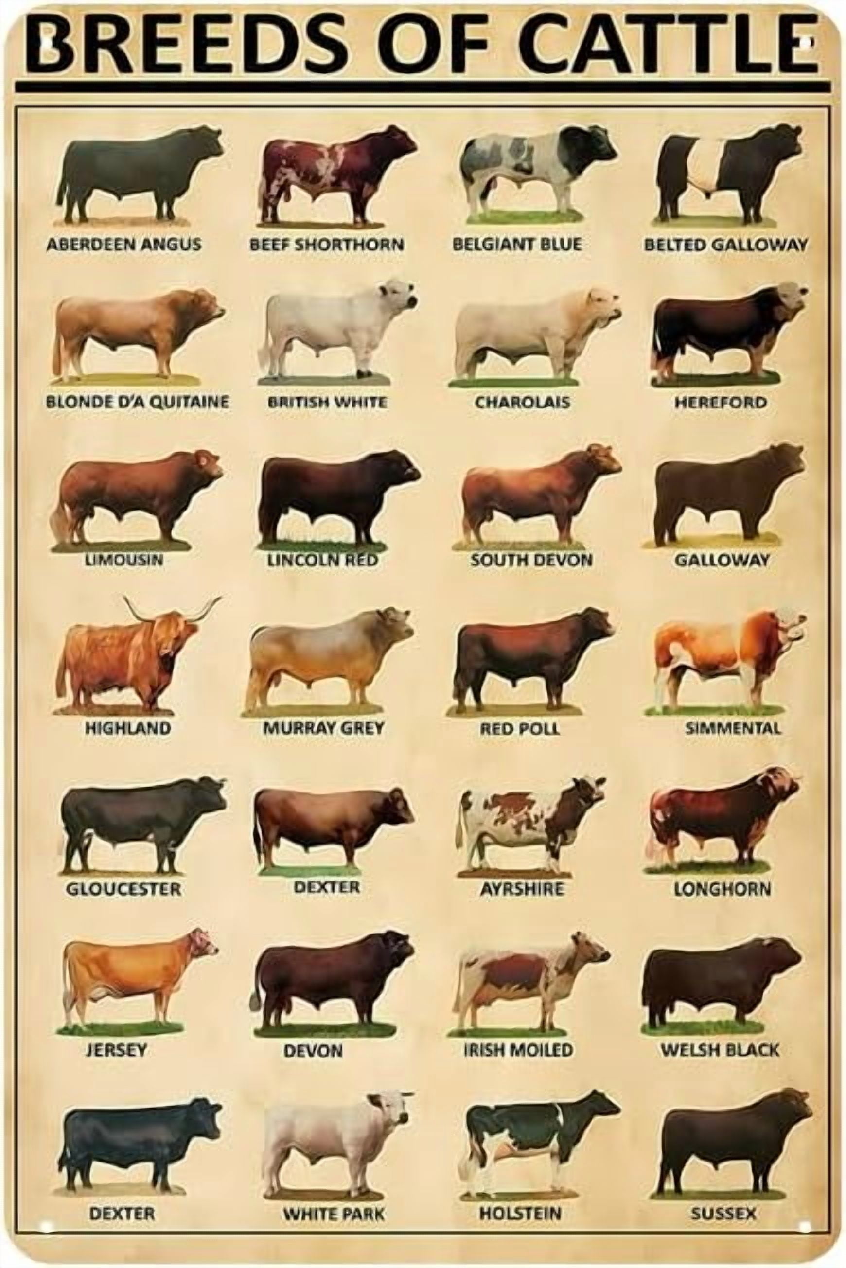 Manyige s. Metal Breeds Of Cattle Sign - Cattle Knowledge Poster ...