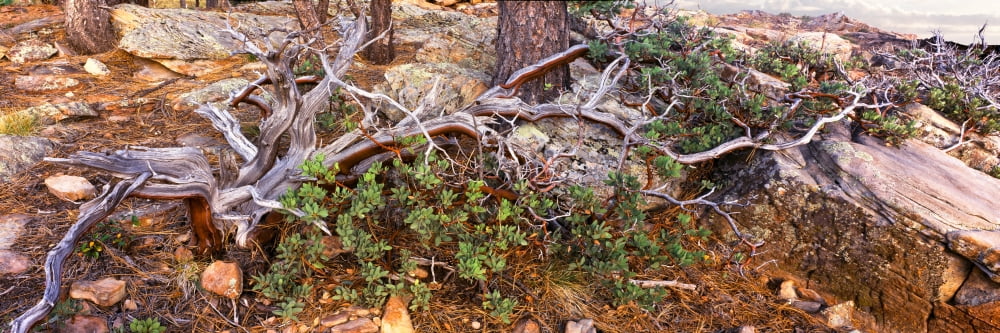Manzanita clings to life along the Mogollon Rim Coconino National Forest Arizona USA Canvas Art - Panoramic Images (6 x 18)