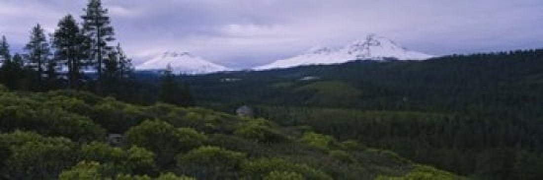 Manzanita trees in a forest with mountains Three Sisters Cascade Range Deschutes National Forest Oregon USA Canvas Art - Panoramic Images (18 x 6)