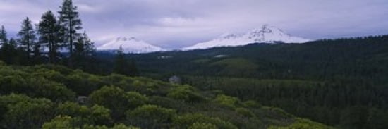 Manzanita trees in a forest with mountains Three Sisters Cascade Range Deschutes National Forest Oregon USA Canvas Art - Panoramic Images (36 x 12)