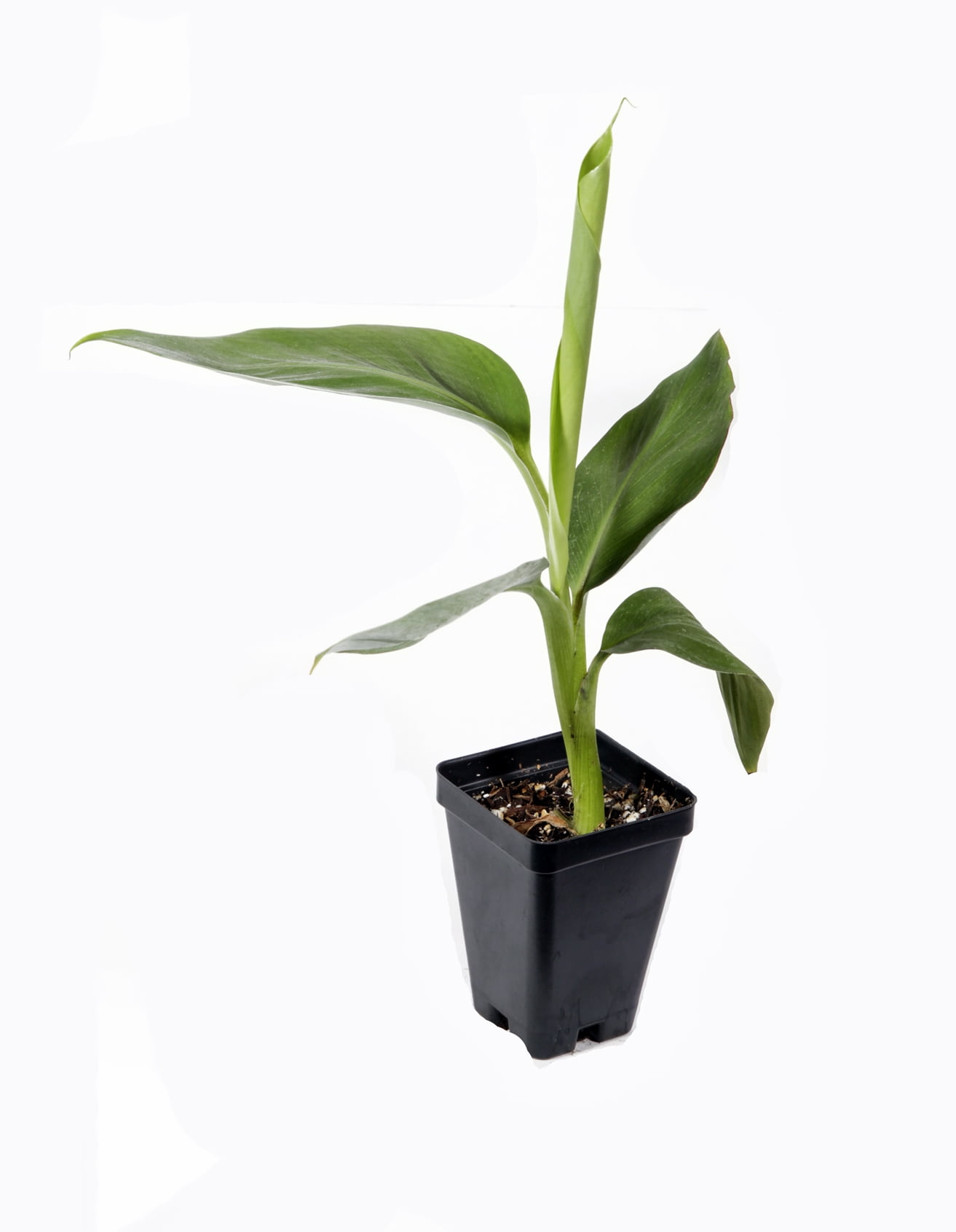 Manzano Apple Banana Plant - Live Plant
