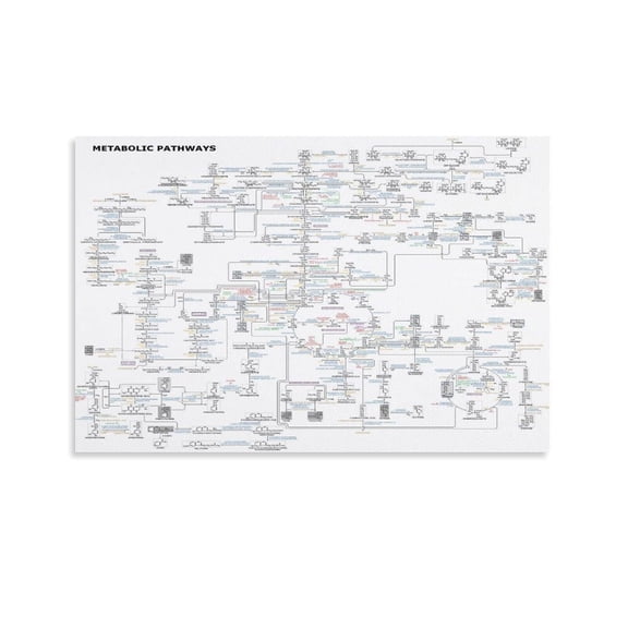 Map Of Human Metabolic Pathways Poster Biology Knowledge (5) Canvas for Living Room Bedroom Decor