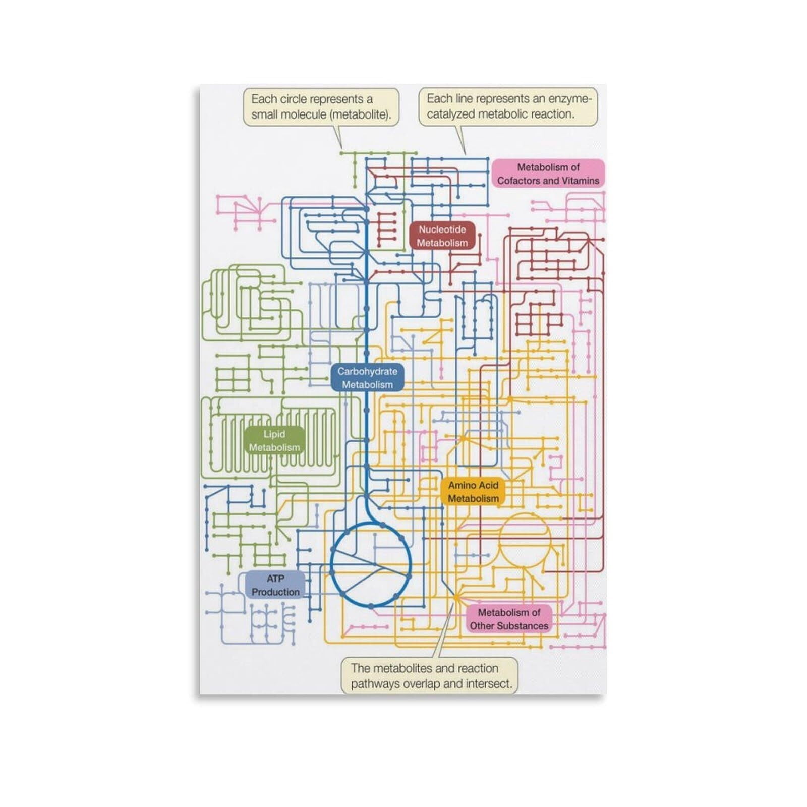 Map Of Human Metabolic Pathways Poster Biology Knowledge (6) Canvas ...