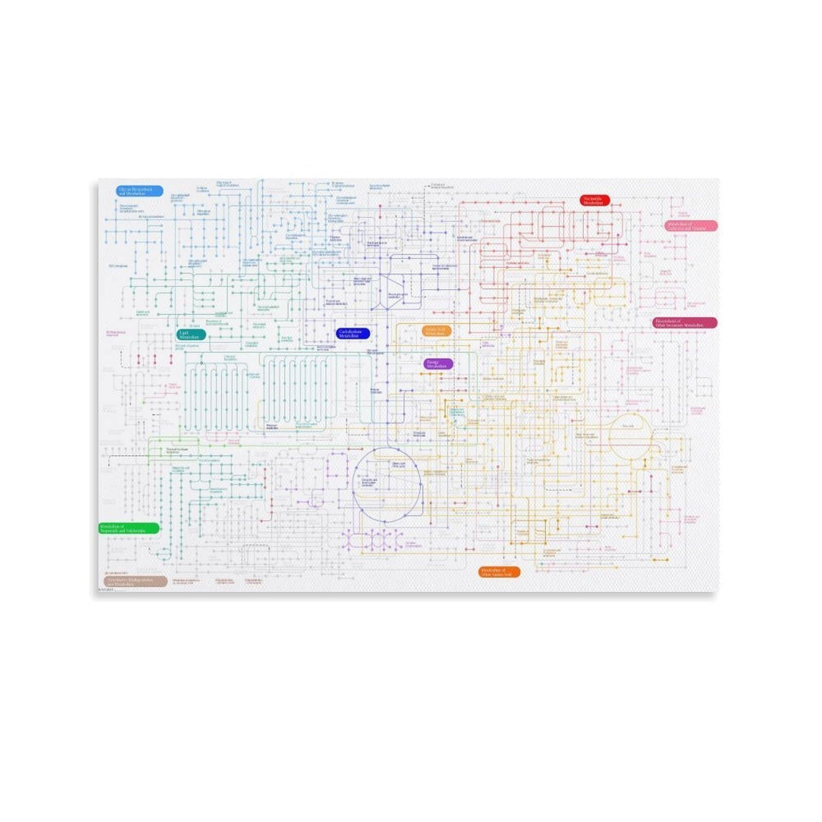 Map Of Human Metabolic Pathways Poster Biology Knowledge (8) Canvas ...