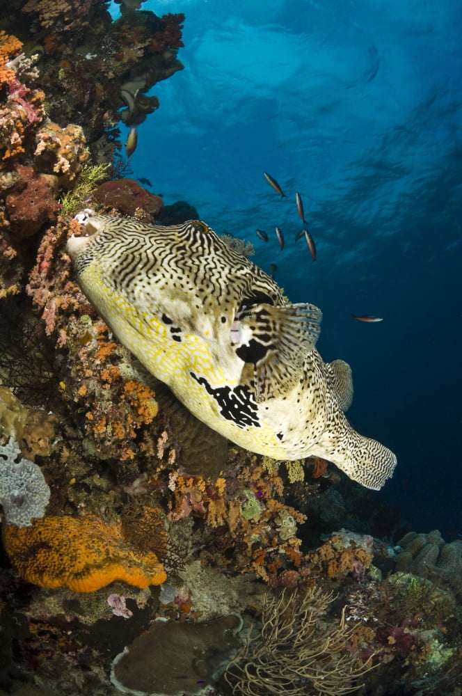 Map Pufferfish Indonesia Canvas Art - Todd WinnerStocktrek Images (23 x 35)