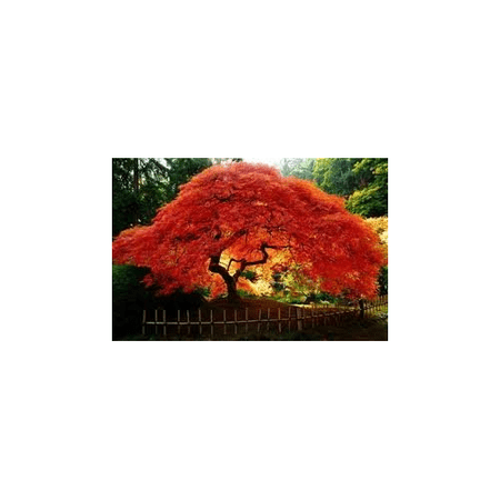 Maple Amur (Acer Ginnala Flame) Nice Garden Tree Seeds by Seed Kingdom (1 Oz Seeds)
