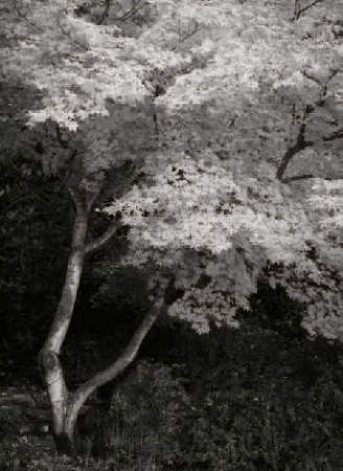 Maple Beauty I BandW Canvas Art - Vitaly Geyman (18 x 24)