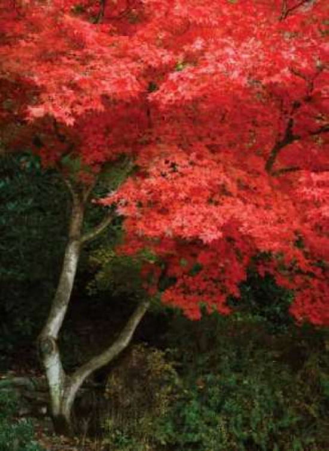 Maple Beauty I Canvas Art - Vitaly Geyman (18 x 24)