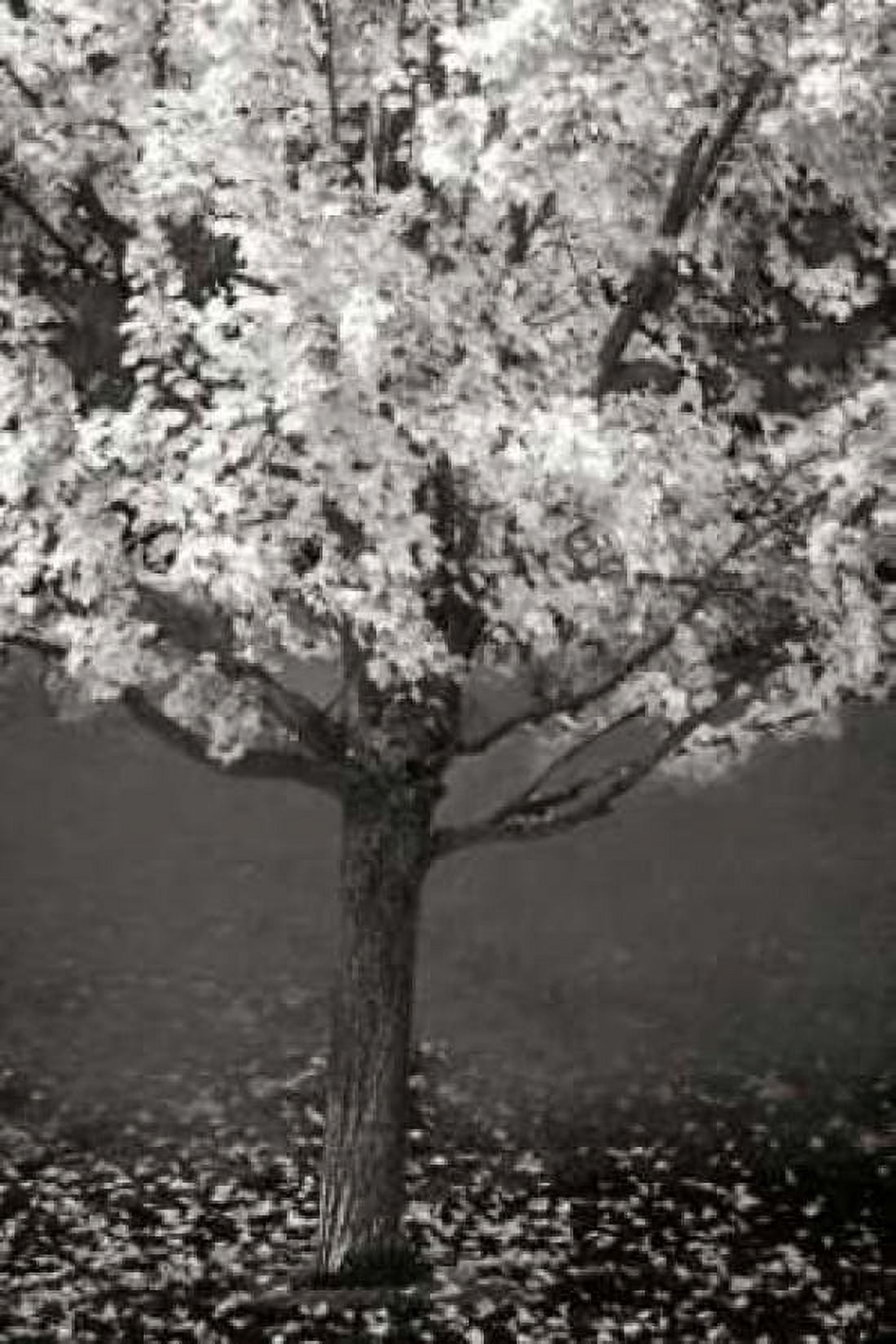 Maple Beauty II BandW Canvas Art - Vitaly Geyman (24 x 36)
