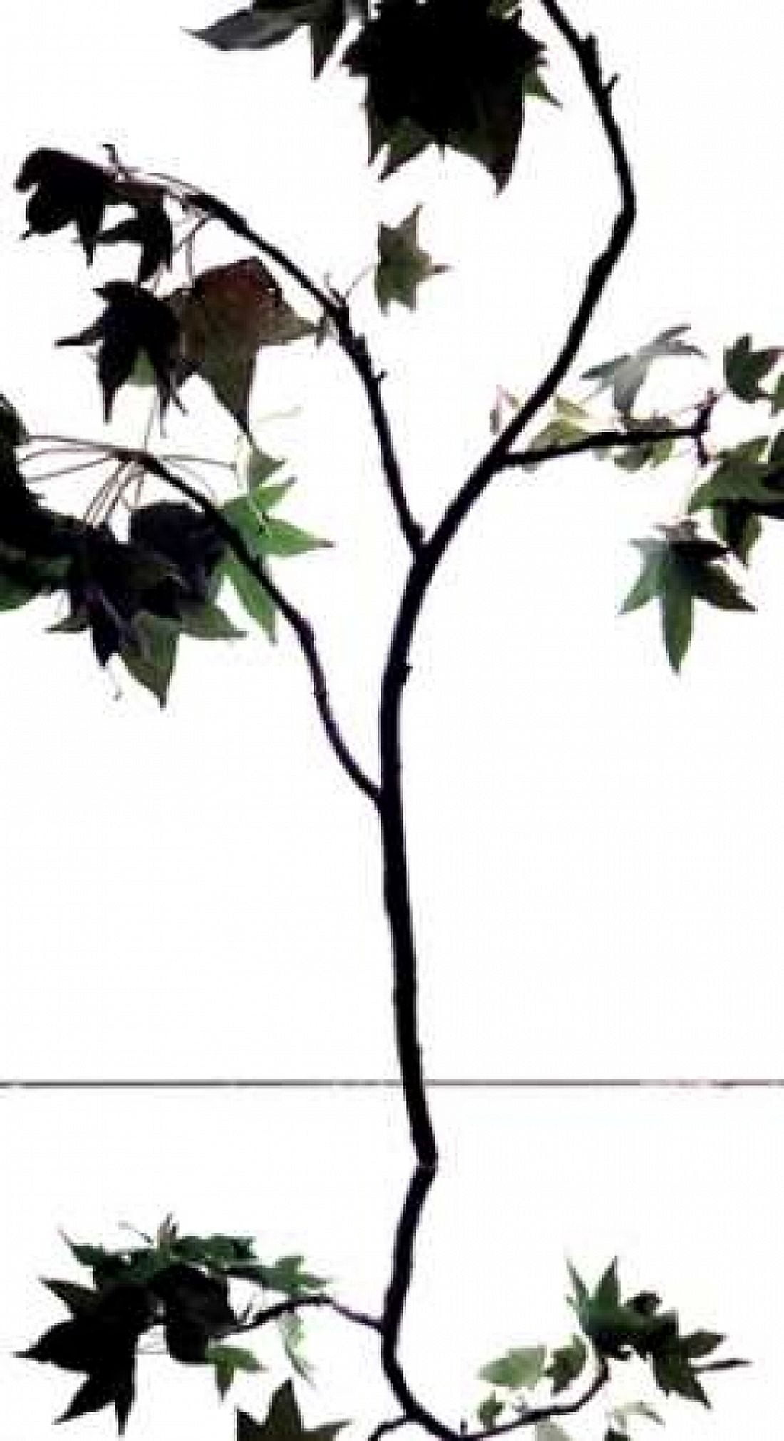 Maple Branch V Canvas Art - Monika Burkhart (24 x 36)