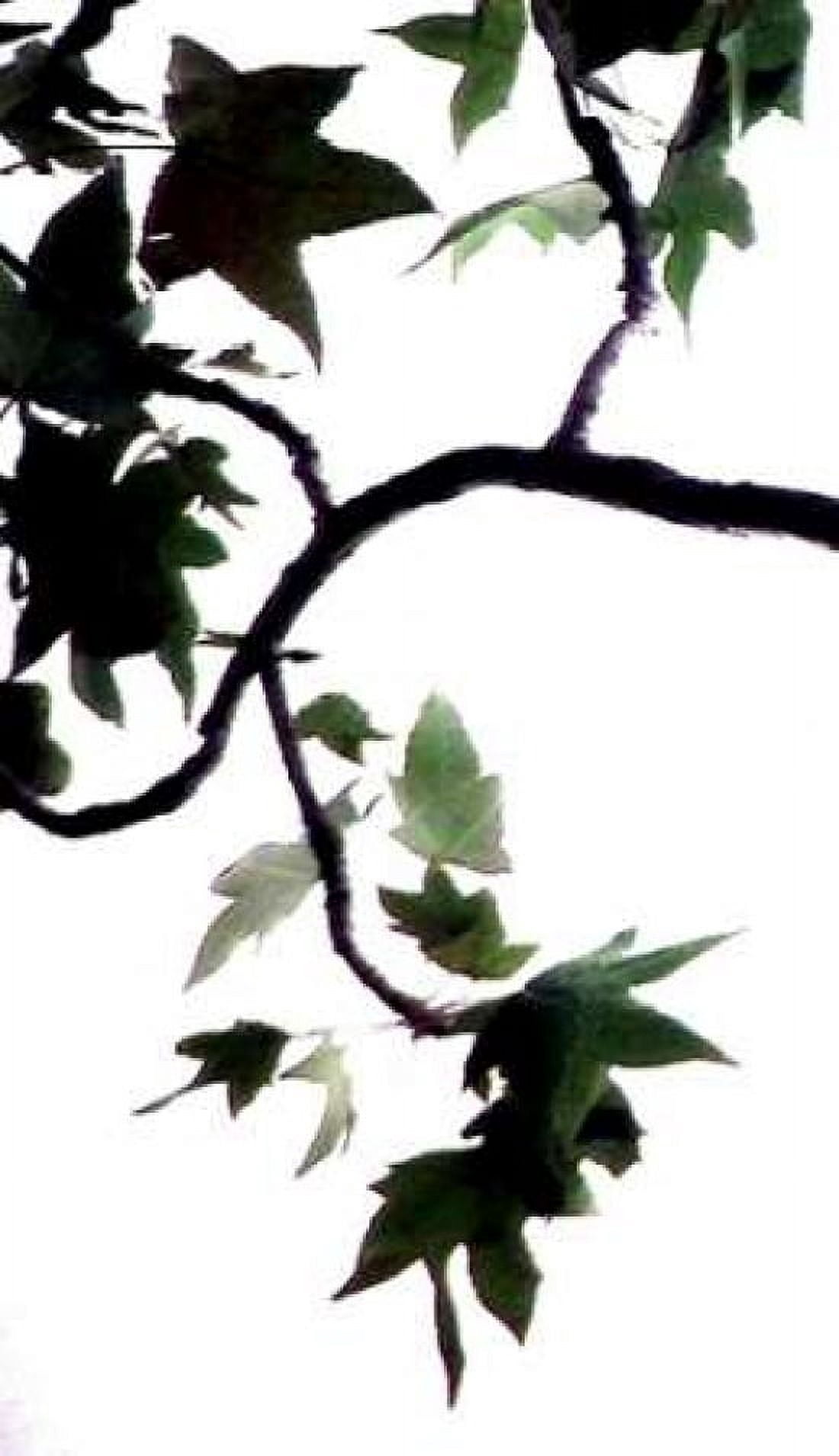 Maple Branch VI Canvas Art - Monika Burkhart (24 x 36)