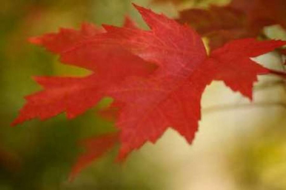 Maple Fire Leaves I Canvas Art - Vitaly Geyman (24 x 36)