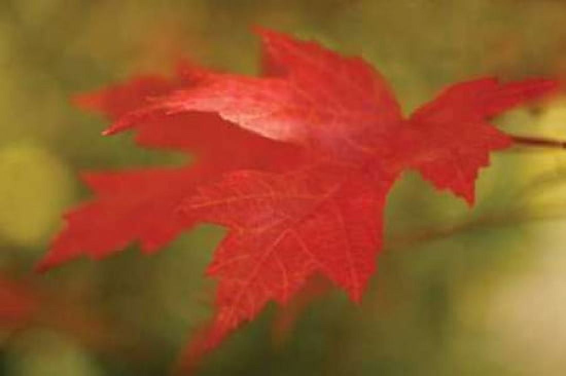 Maple Fire Leaves II Canvas Art - Vitaly Geyman (12 x 18)
