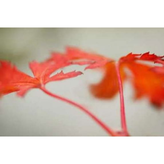 Maple In Style I Poster Print by Vitaly Geyman (24 x 36)