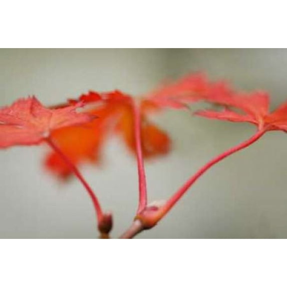 Maple In Style II Poster Print by Vitaly Geyman (12 x 18)