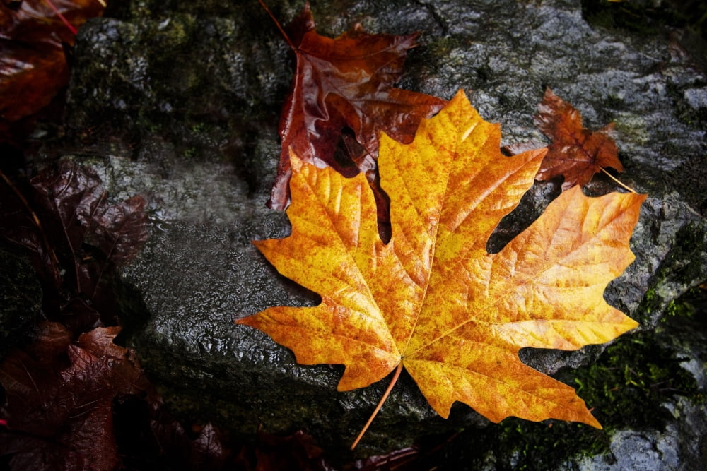 Maple Leaf Canvas Art - Richard Wear Design Pics (34 x 22)