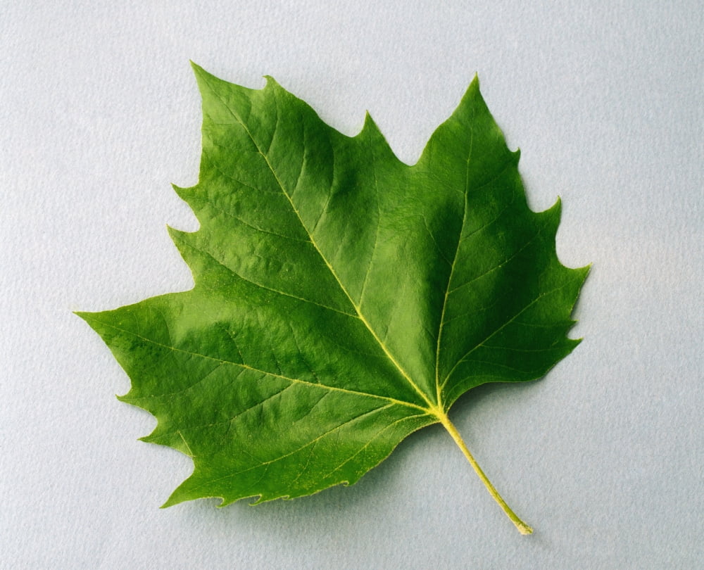 Maple Leaf Canvas Art - The Irish Image Collection Design Pics (17 x 13)