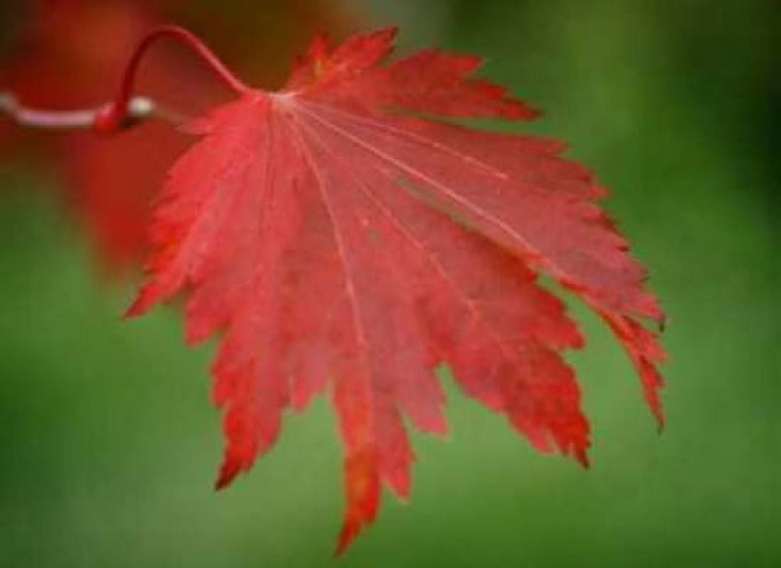 Maple Leaf Portrait IV Canvas Art - Vitaly Geyman (18 x 24)