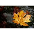 thumbnail image 1 of Maple Leaf Poster Print by Richard Wear, 34 x 22 - Large, 1 of 1