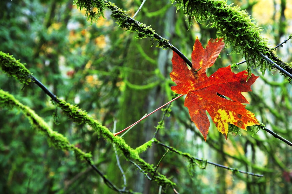 Maple Leaf Suspended In Mossy Branches Canvas Art - Richard Wear Design Pics (34 x 22)