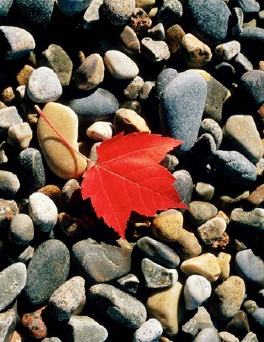 Maple Leaf on Pebbles Canvas Art - Panoramic Images (12 x 16)