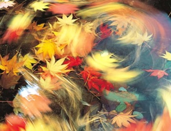 Maple Leaves Blurred Motion Canvas Art - Panoramic Images (24 x 19)