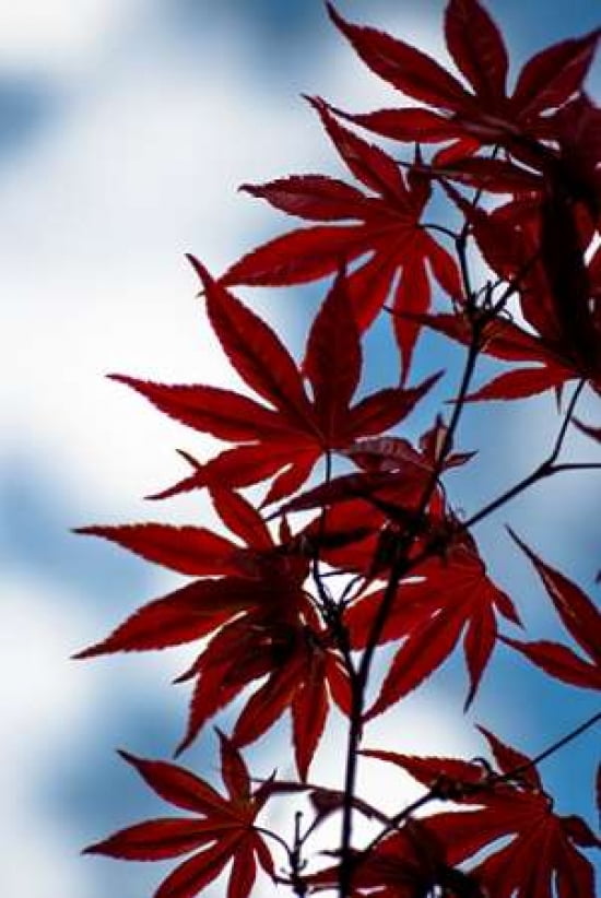 Maple Leaves Canvas Art - Beth Wold (24 x 36)