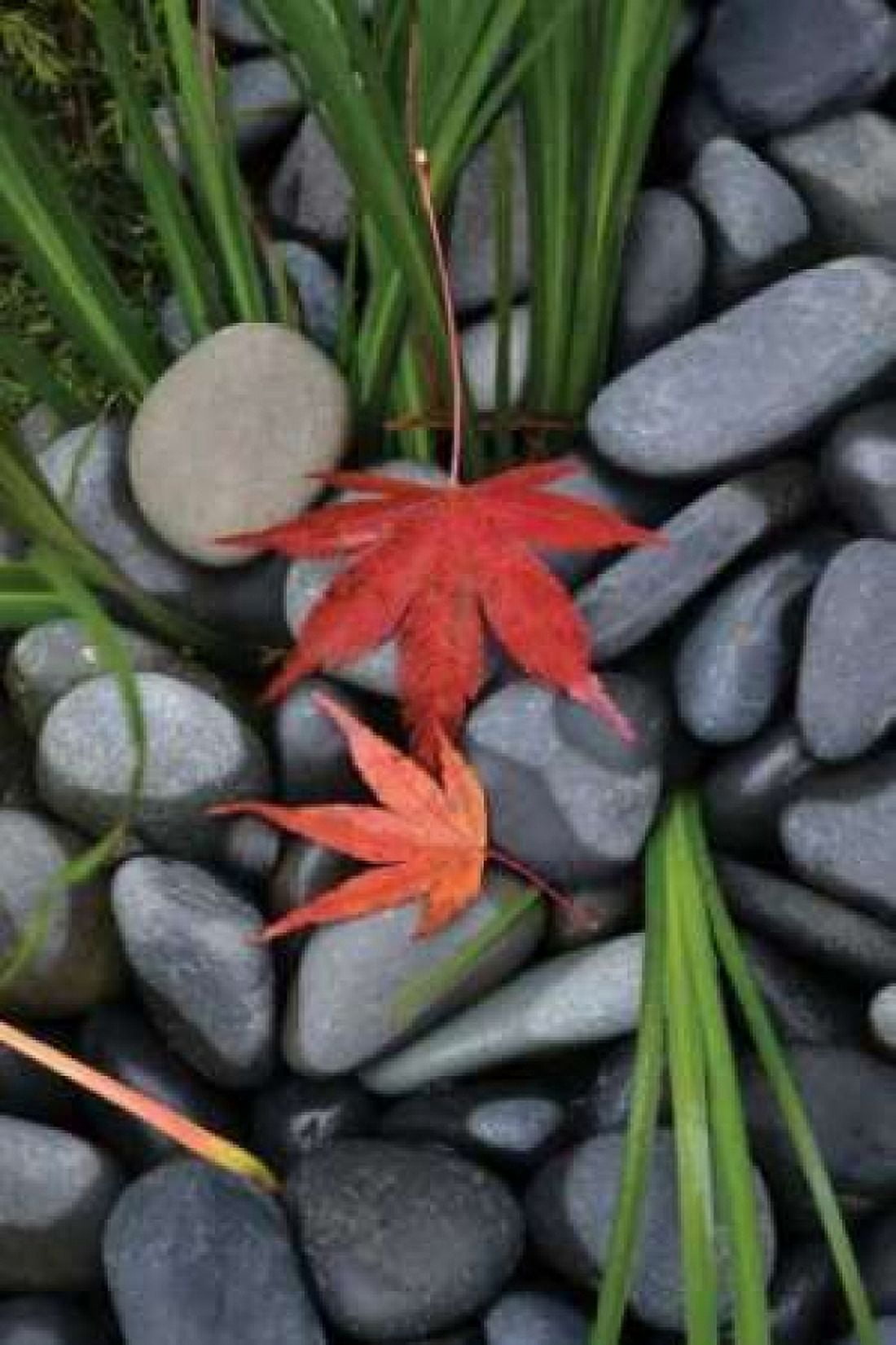 Maple Leaves I Canvas Art - Brian Moore (24 x 36)