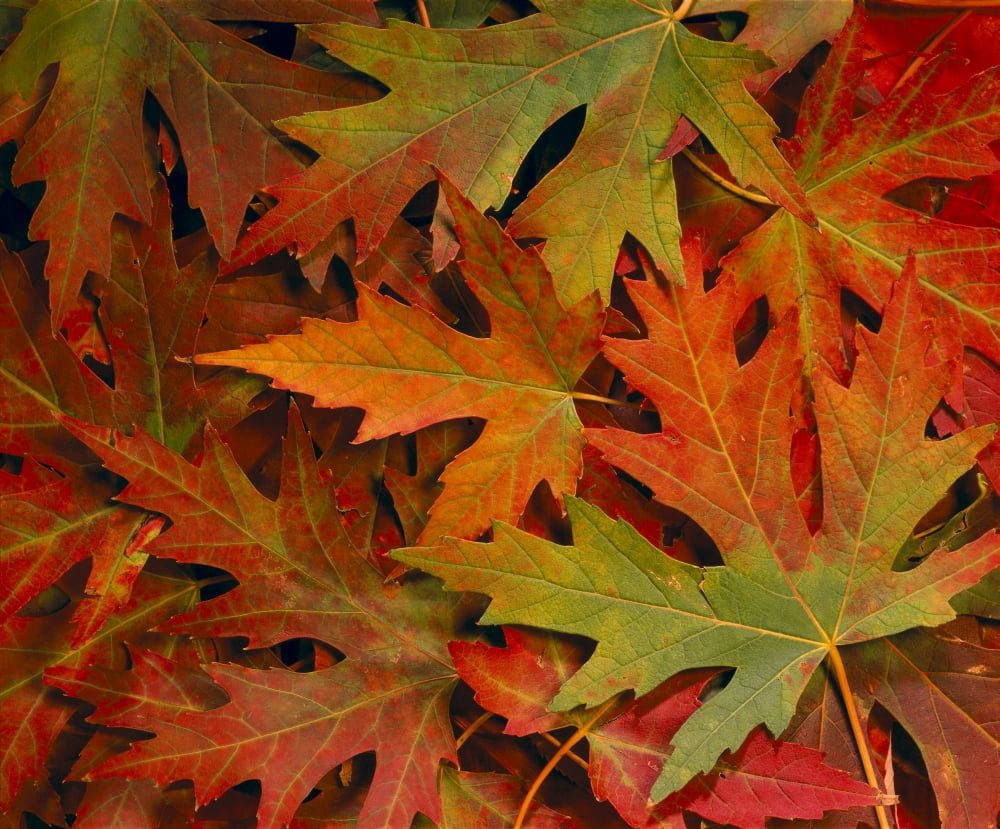Maple Leaves In Autumn Colors Background B1624 Canvas Art - Tomas del Amo Design Pics (34 x 28)
