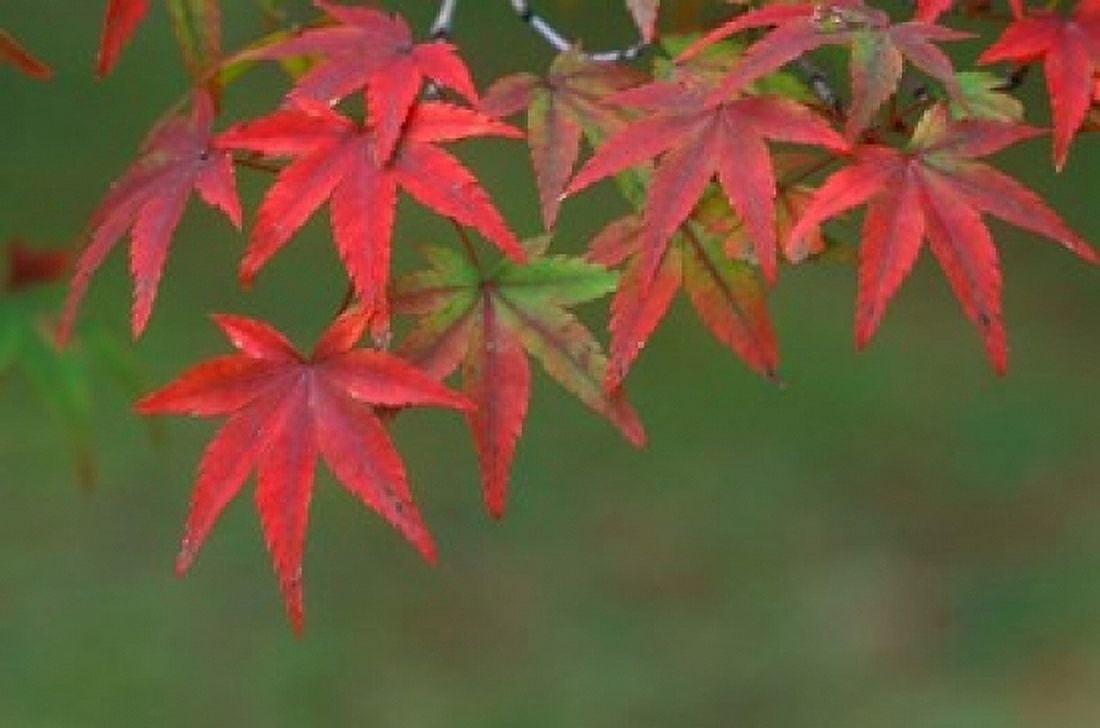 Maple Leaves Kyoto Japan Canvas Art - Rob Tilley DanitaDelimont (36 x 24)