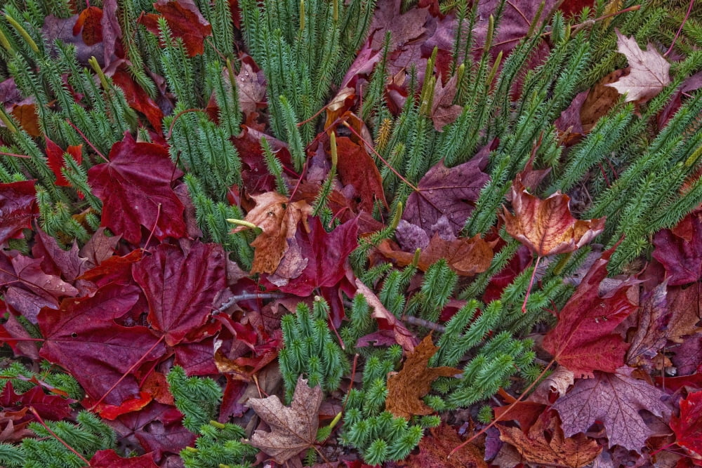 Maple Leaves Laying On The Ground In Algonquin Park Ontario Canada Canvas Art - Robert Postma Design Pics (18 x 12)